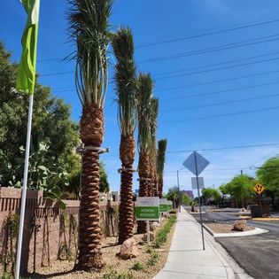 Habitat Palms